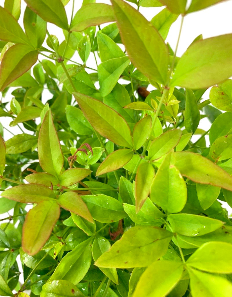 Nandina domestica 'Tuscan Flame'