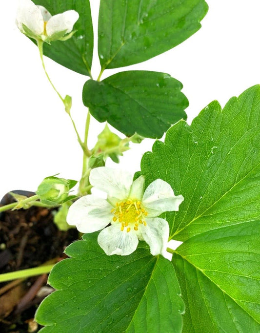Strawberry 'Hawaiian Berry' - The Garden Corner