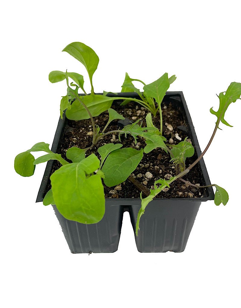 Specialty Greens 'Mesclun Blend' - Herbs and Vegetables