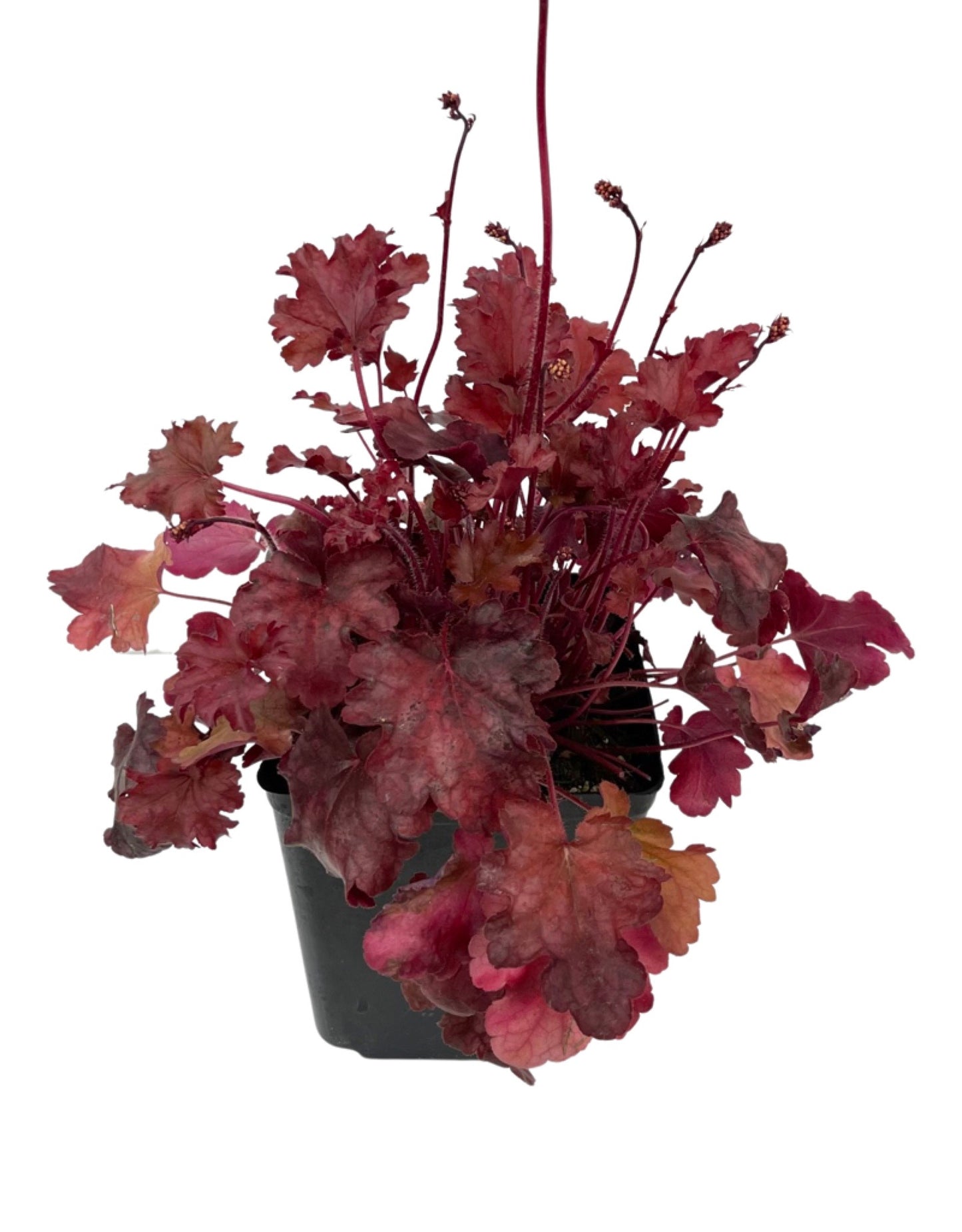 Heuchera 'Peach Flambe' - The Garden Corner