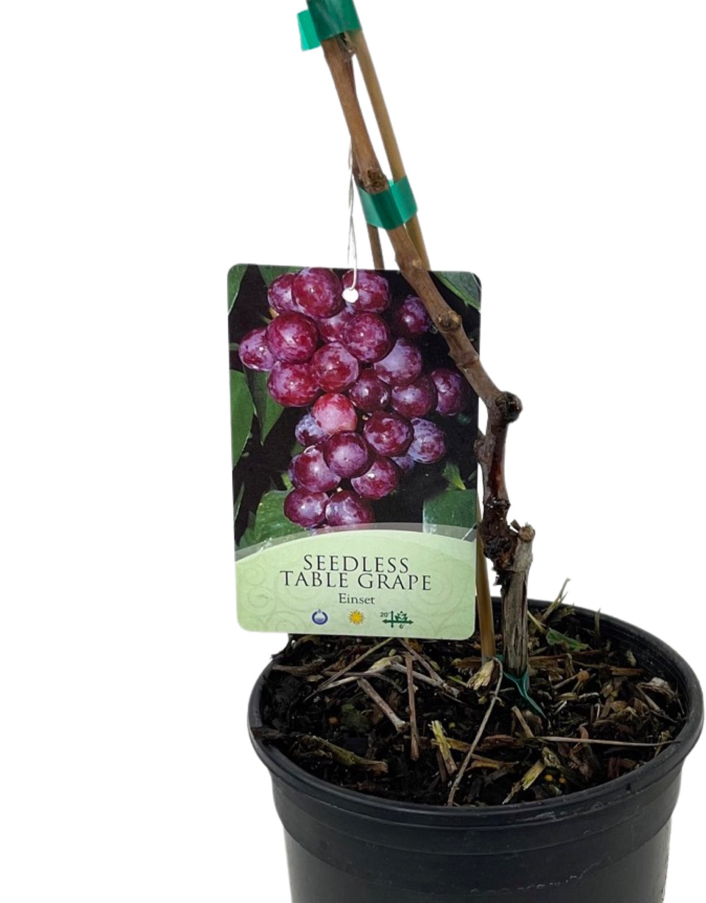 Vitis spp. 'Einset Seedless' - The Garden Corner