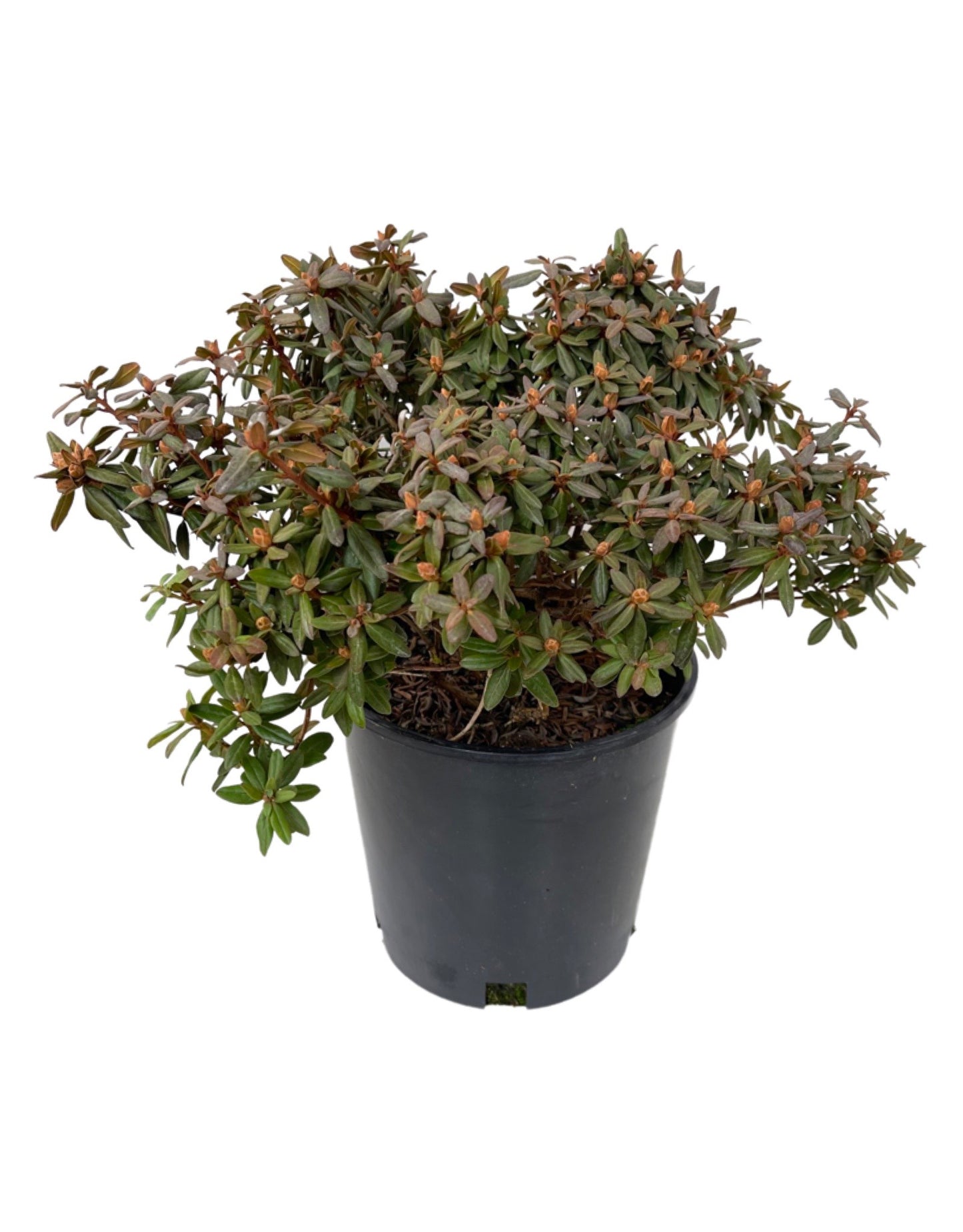 Rhododendron 'Ramapo' - The Garden Corner