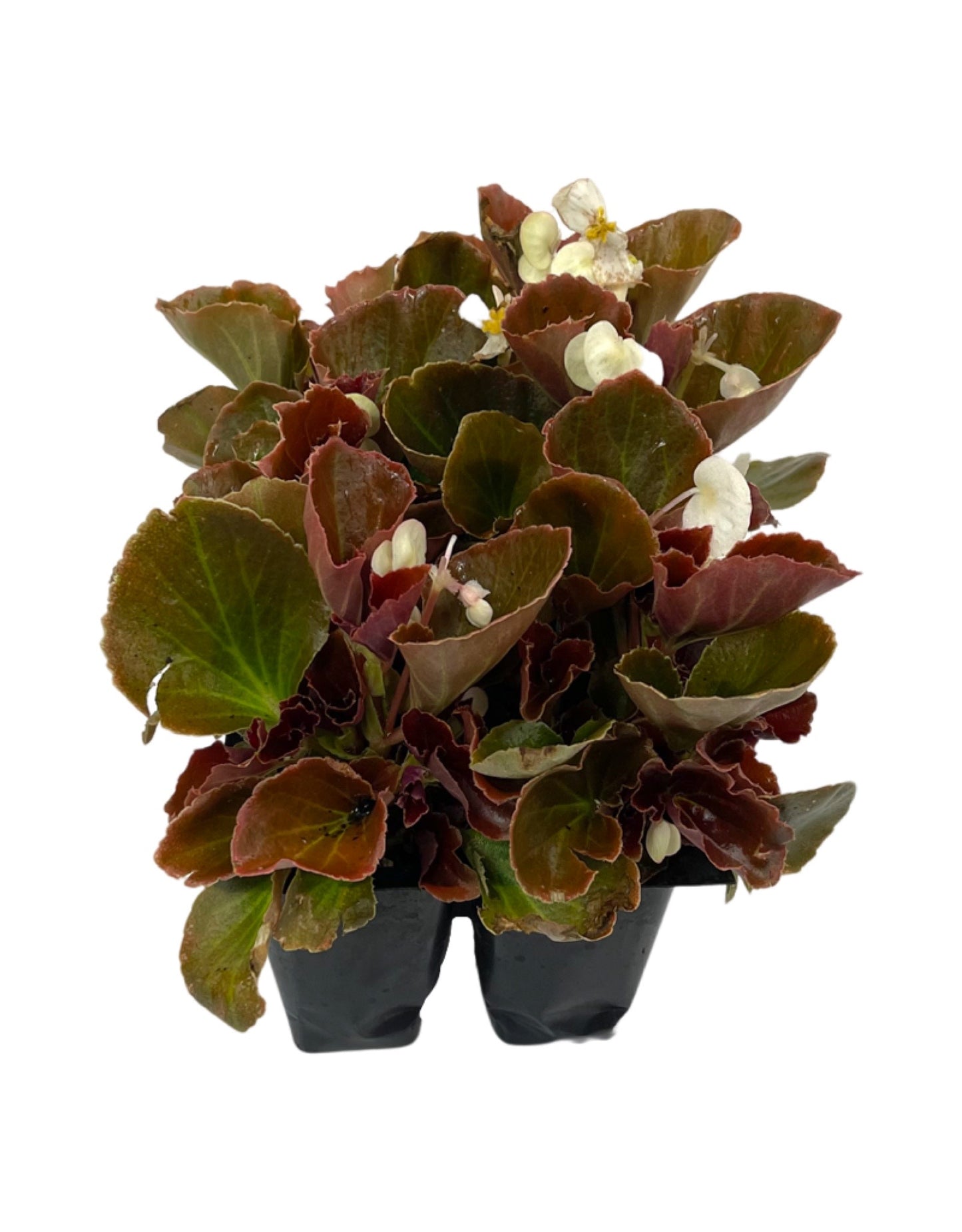 Begonia 'Cocktail Bronze Whiskey'