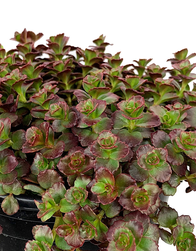 Sedum spurium 'Voodoo' 1 gal