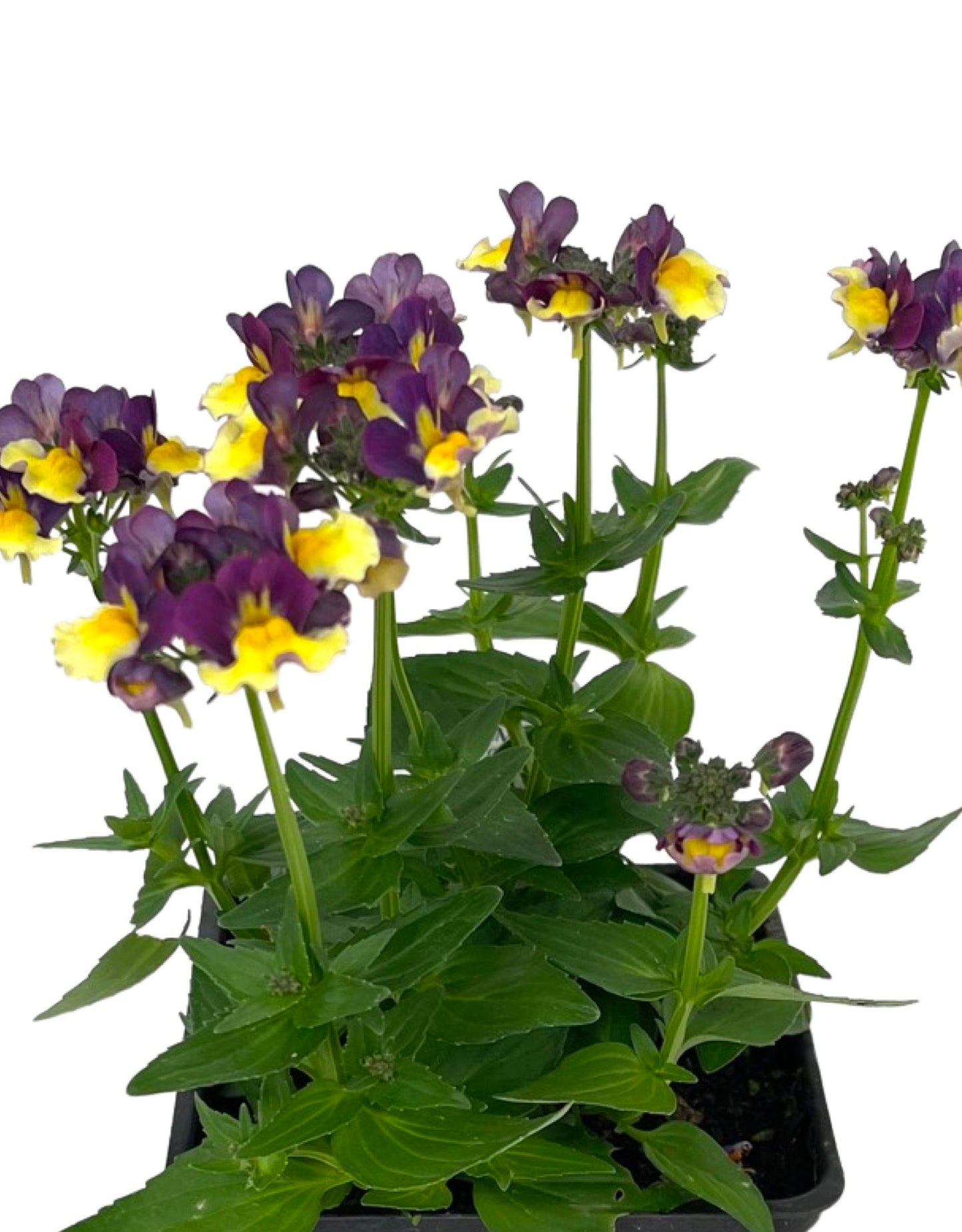 Nemesia 'Sunglow Yellow Bicolor' - The Garden Corner