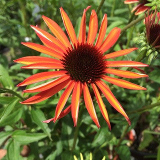 Echinacea 'Cheyenne Spirit' 1 gal