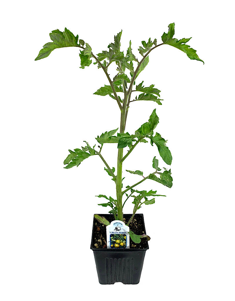 Tomato 'Green Zebra' 4 inch