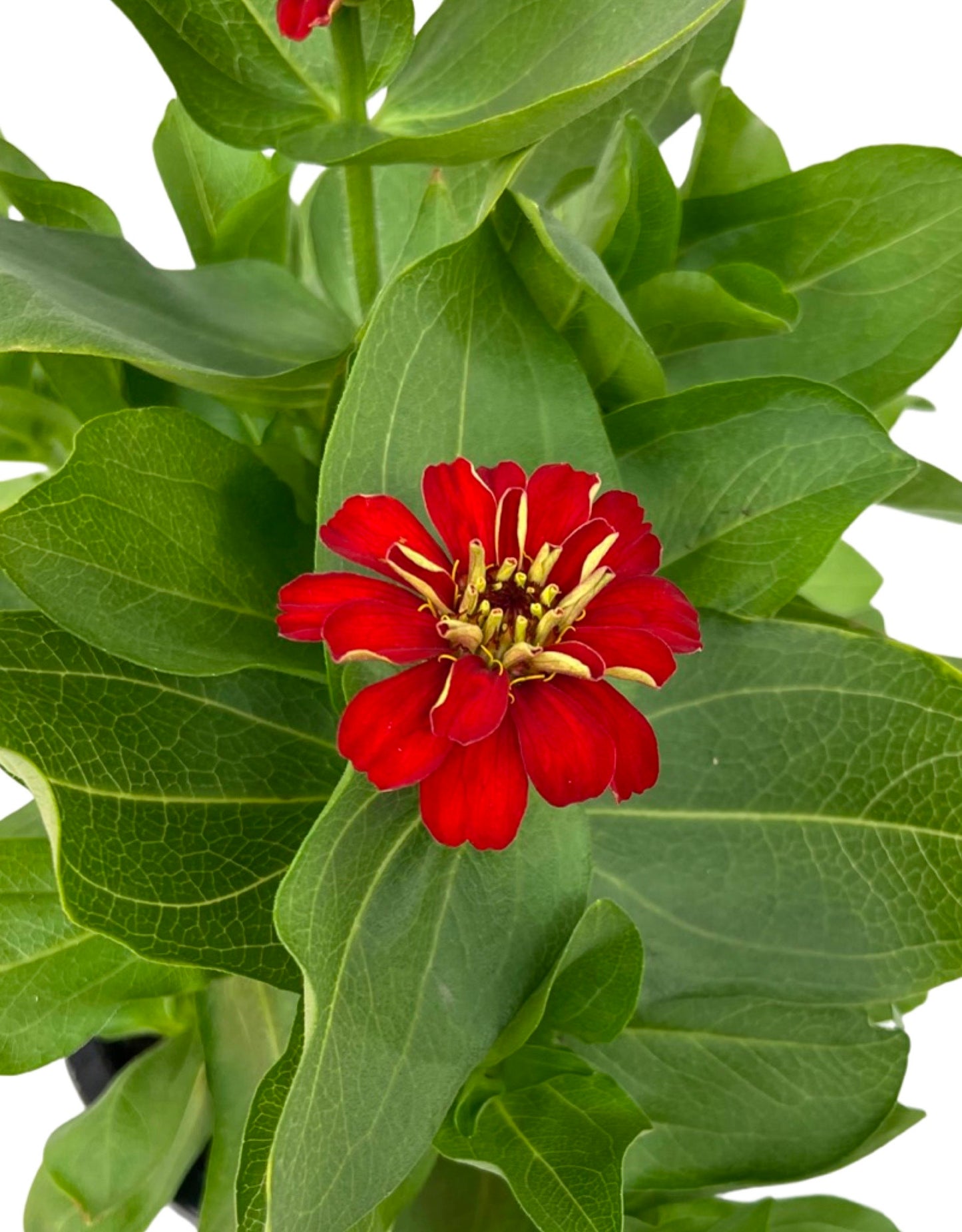 Zinnia Magellan 'Scarlet' 1 Gallon - The Garden Corner