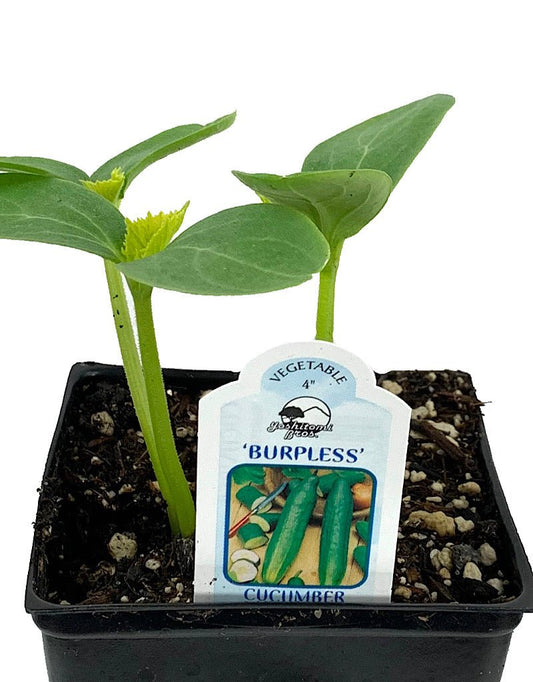 Cucumber 'Burpless' - The Garden Corner