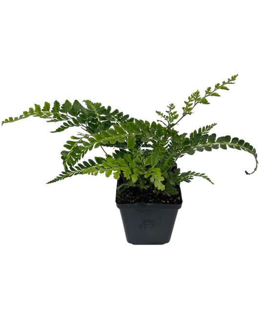 Arachniodes simplicior 'Variegata' 4 inch - The Garden Corner