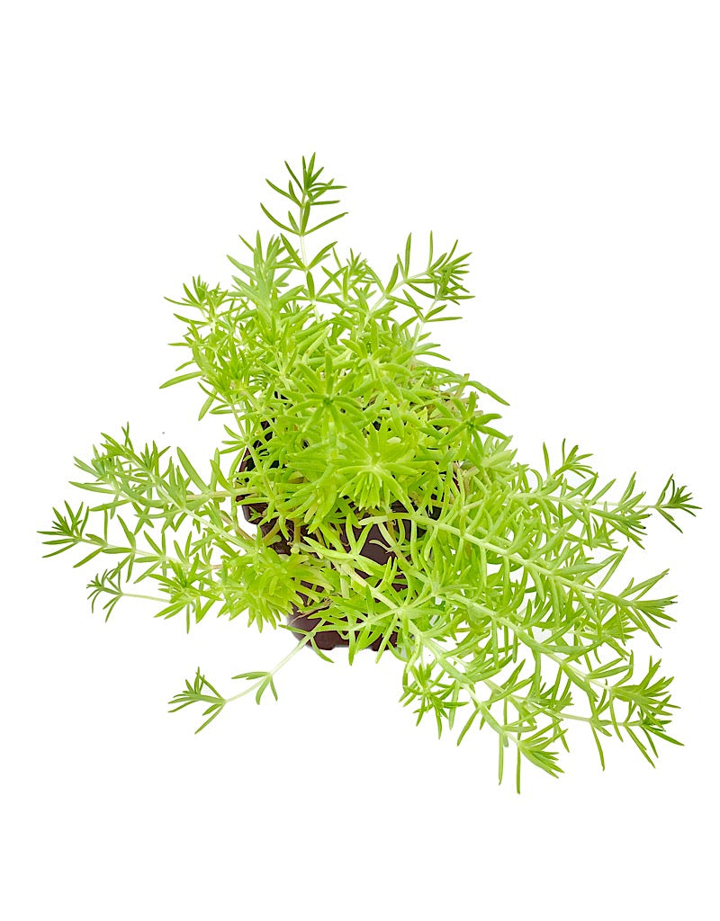 Sedum 'Lemon Ball'