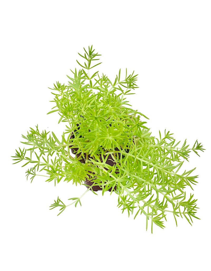 Sedum 'Lemon Ball' - Perennials