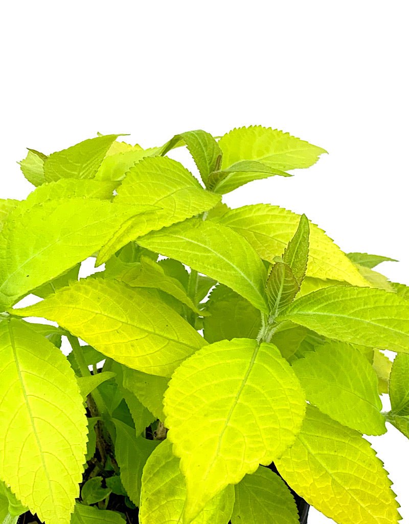 Leucosceptrum 'Golden Angel' 1 Gallon - The Garden Corner