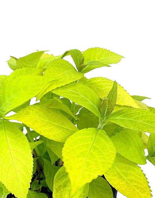 Leucosceptrum 'Golden Angel' 1 Gallon - The Garden Corner