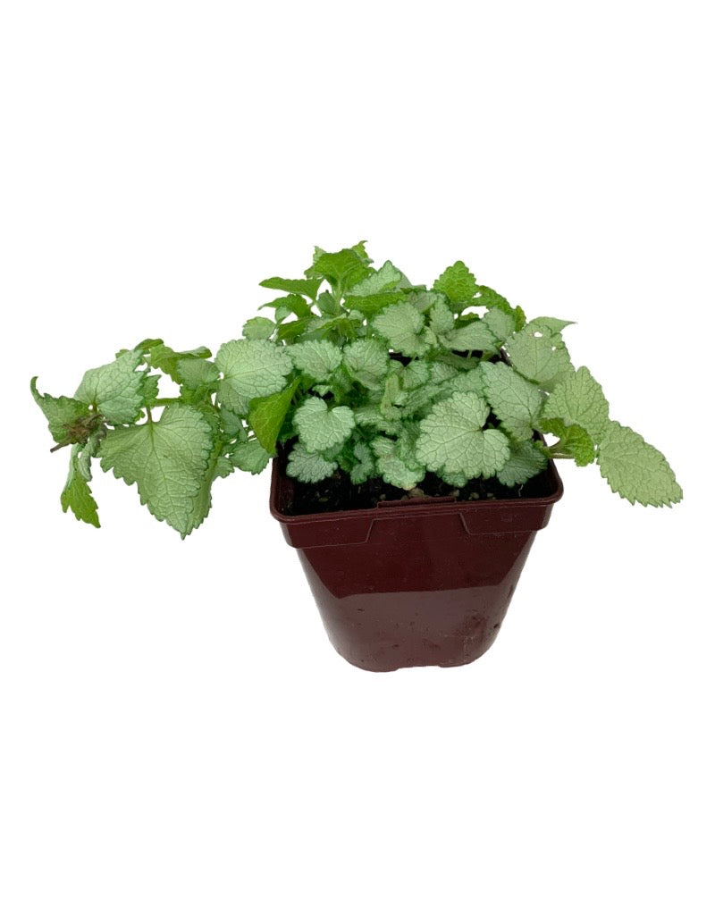 Lamium maculatum 'Ghost' Quart