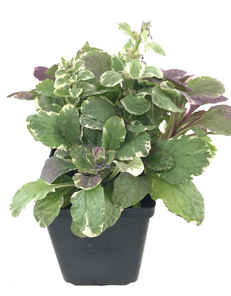 Ajuga 'Burgundy Glow' - Groundcovers
