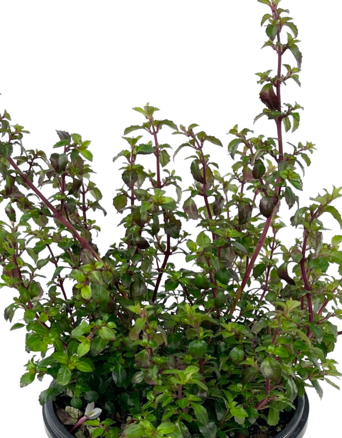 Fuchsia microphylla 'Isis' - The Garden Corner