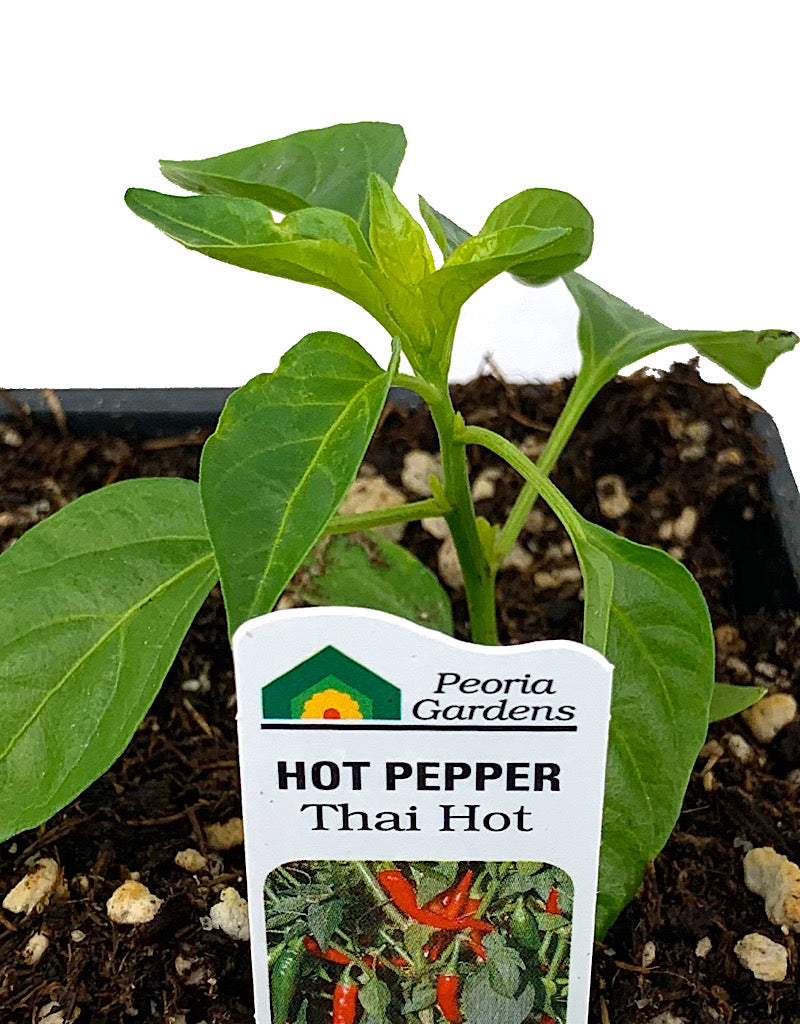 Pepper 'Thai Hot'