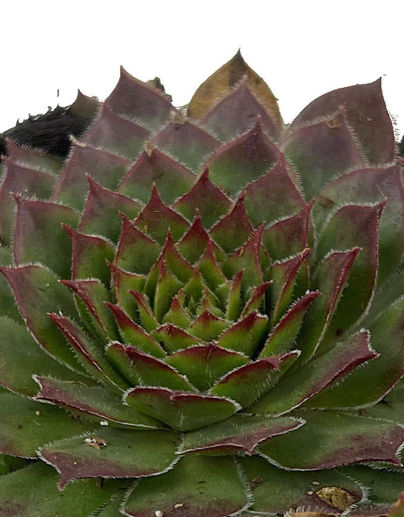 Sempervivum 'Kalinda' 4 Inch