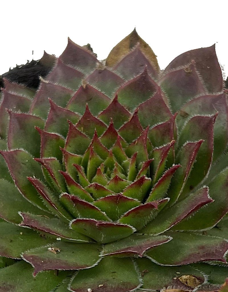 Sempervivum 'Kalinda' 4 Inch - The Garden Corner