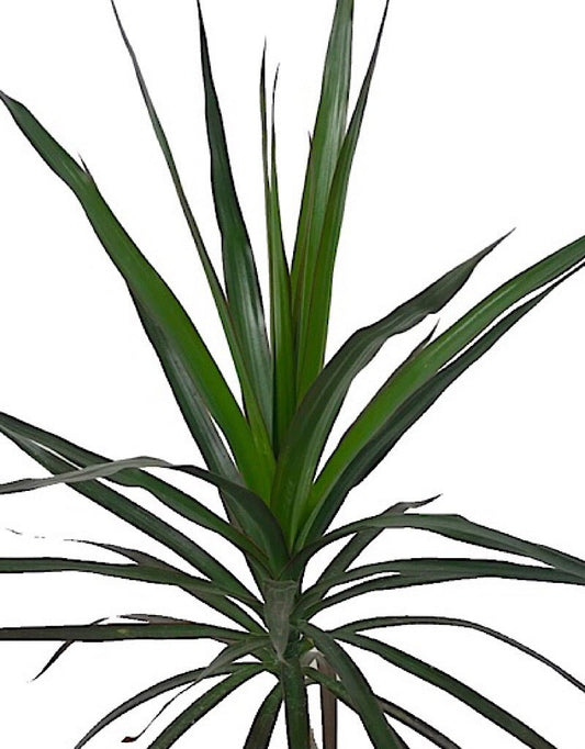 Dracaena marginata 'Magenta' 6 Inch - The Garden Corner