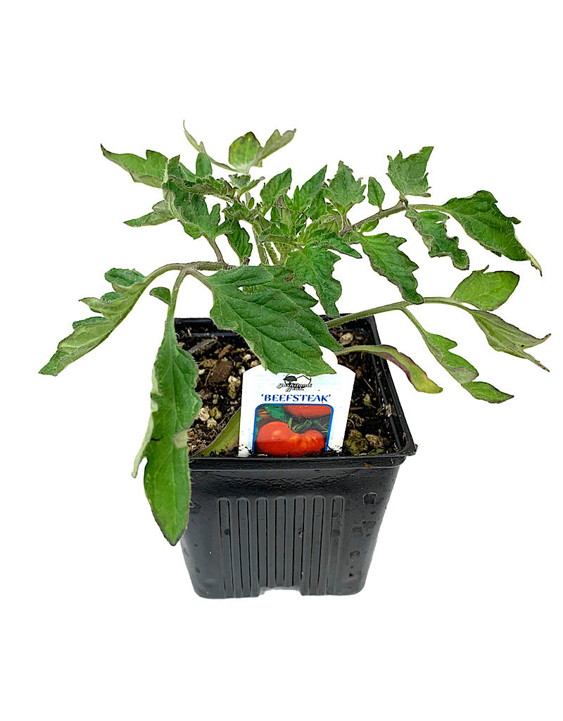 Tomato 'Beefsteak'