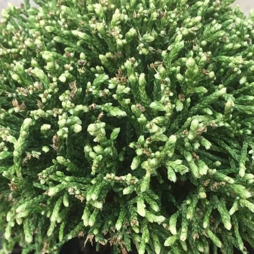 Cham. pisifera 'White Pygmy' - 4 inch - The Garden Corner
