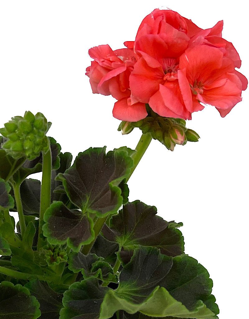 Geranium Fancy Leaf 'Chocolate Apricot' - The Garden Corner