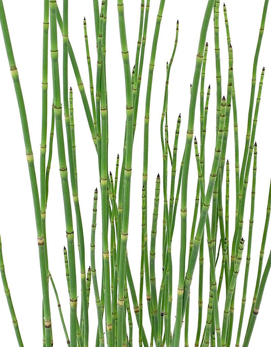 Equisetum hyemale - The Garden Corner