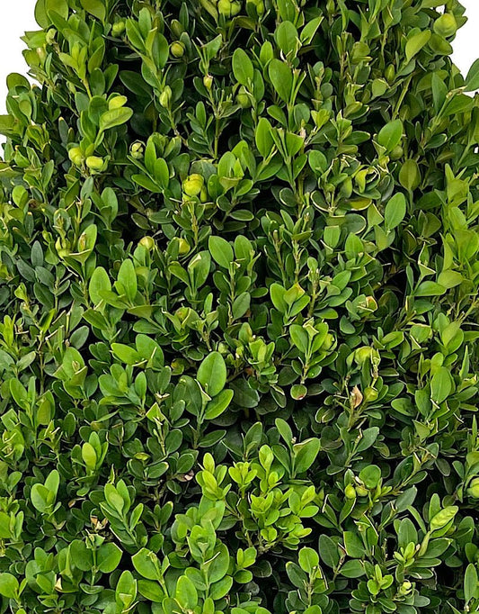 Buxus Sempervirens Cone Topiary 27 - 30 Inch - The Garden Corner
