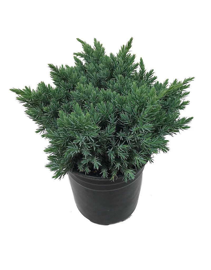 Juniperus squamata 'Blue Star' - Shrubs