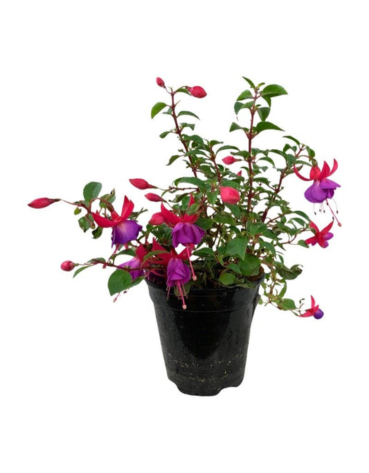 Fuchsia 'Windchimes' 4 Inch - The Garden Corner