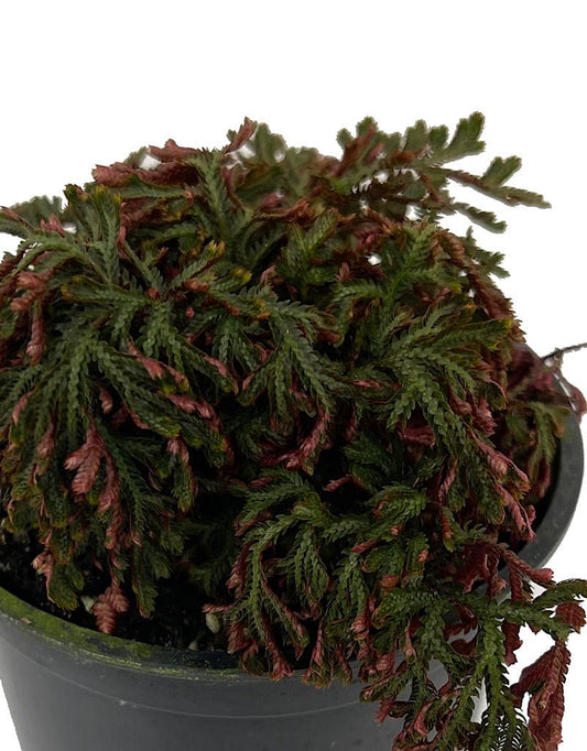 Selaginella erythropus sanguinea €˜Ruby Red 4 Inch - The Garden Corner