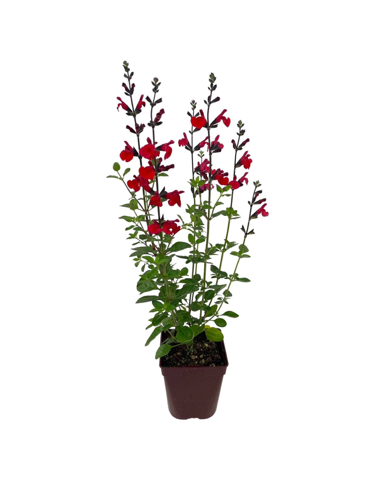 Salvia greggii 'Royal Bumble'