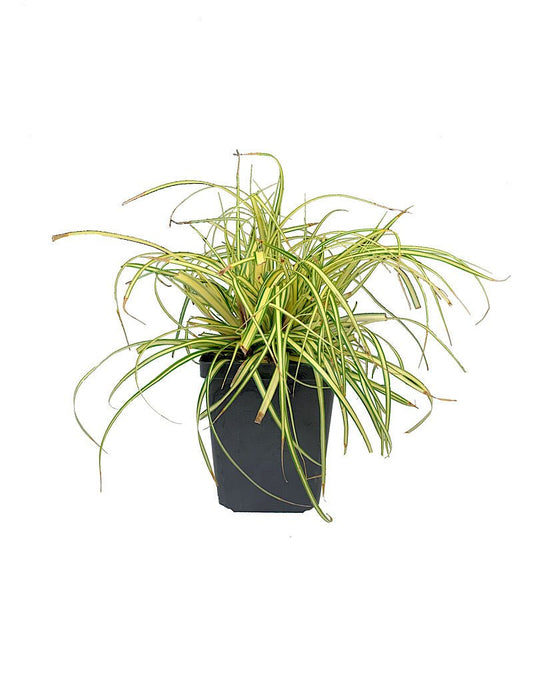 Carex oshimensis 'Evergold' - The Garden Corner