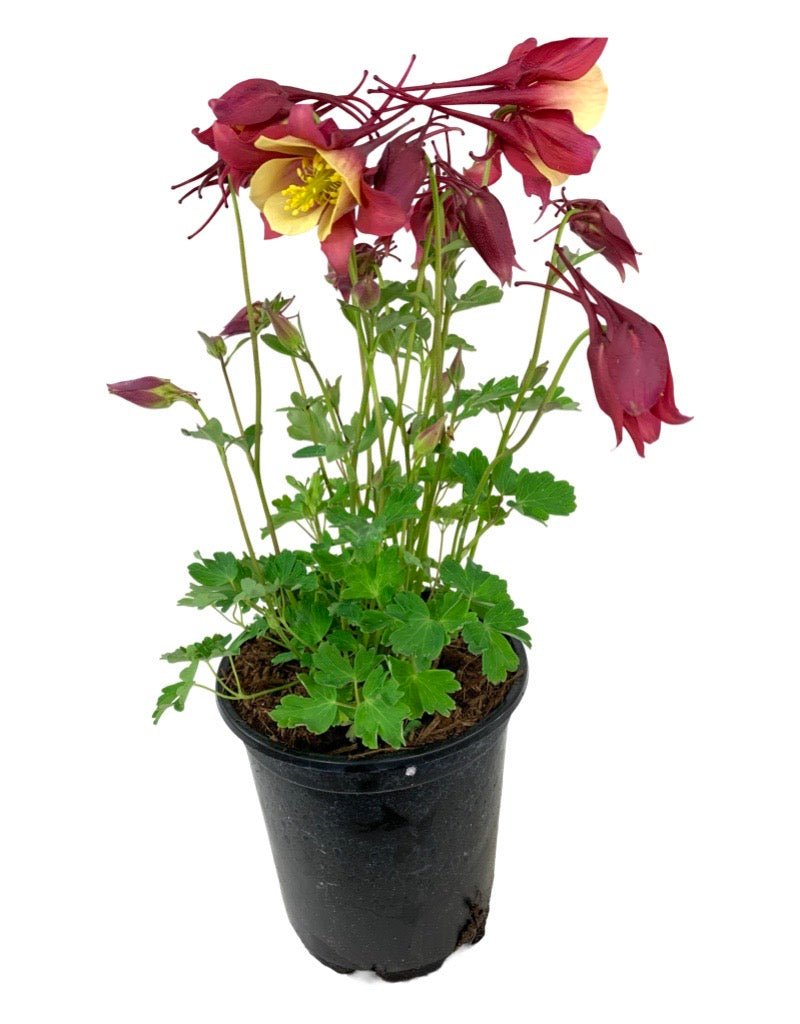 Aquilegia 'Early Bird Red/Yellow' - Perennials