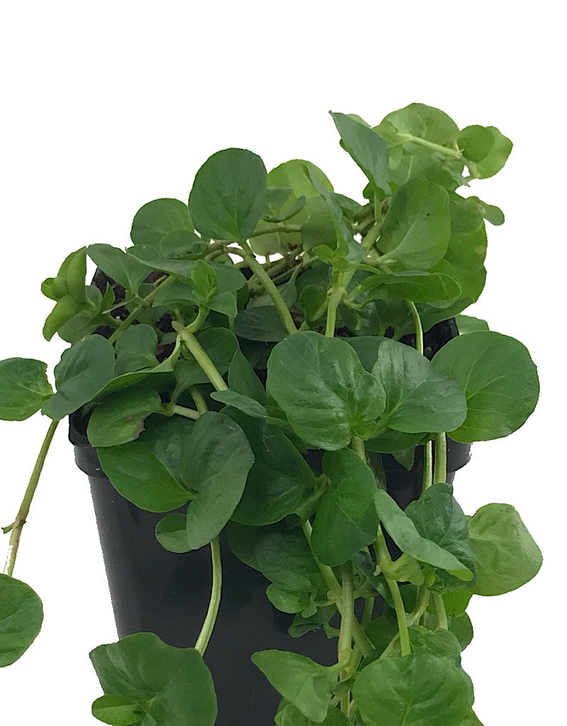 Lysimachia 'Green'