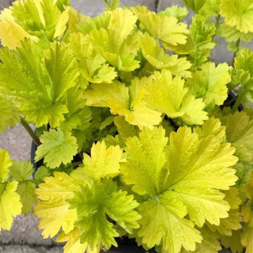 Geum 'Eos' - 1 gal