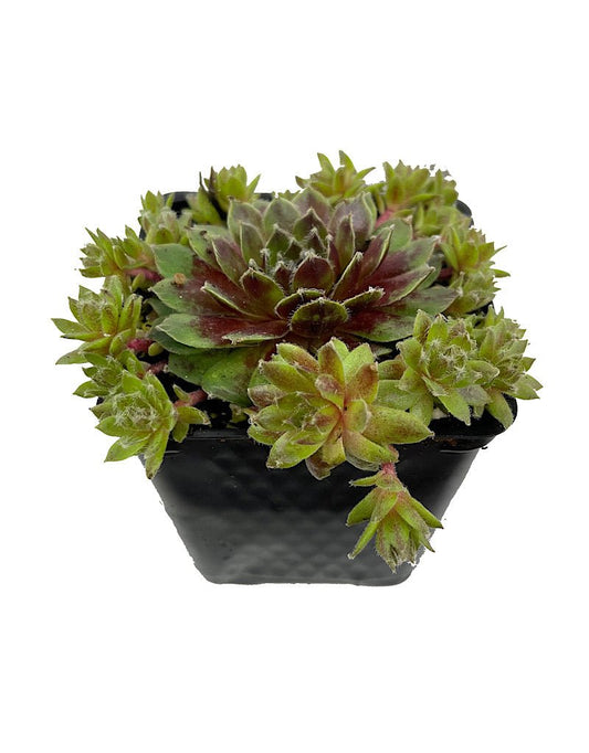 Sempervivum 'Jade Rose' - The Garden Corner