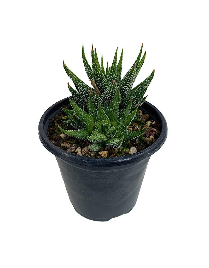 Haworthia fasciata Quart - The Garden Corner