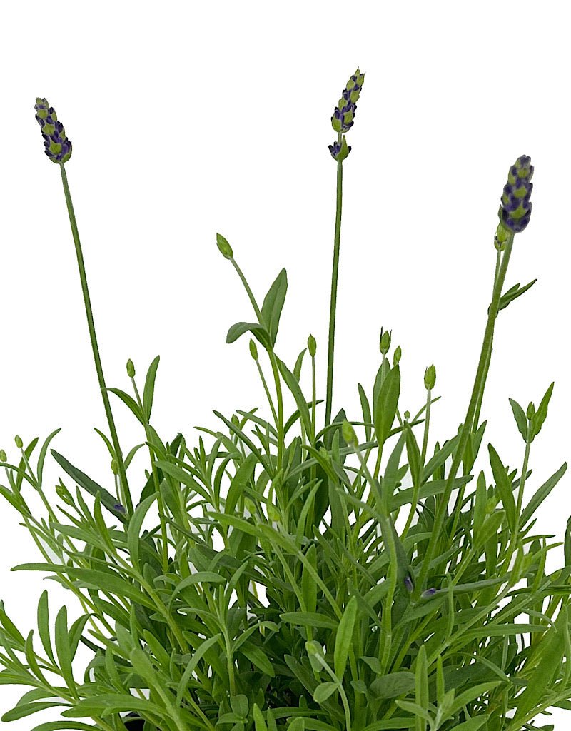 Lavandula 'Avignon Early Blue' 1 Gallon - The Garden Corner