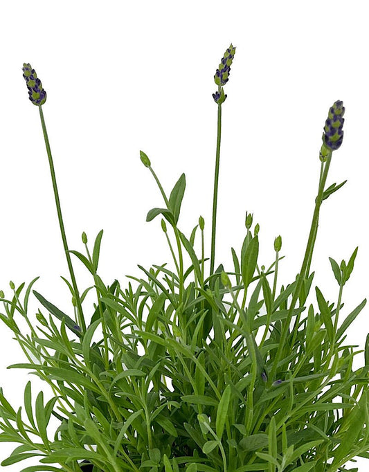 Lavandula 'Avignon Early Blue' 1 Gallon - The Garden Corner