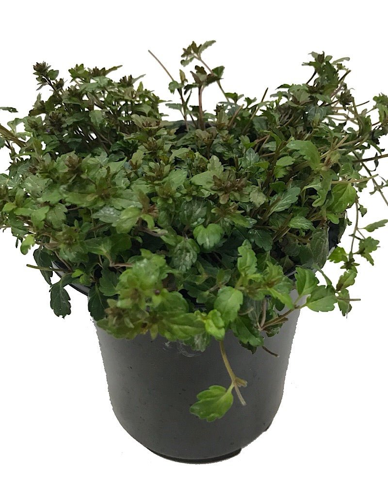 Veronica peduncularis 'Georgia Blue' - The Garden Corner