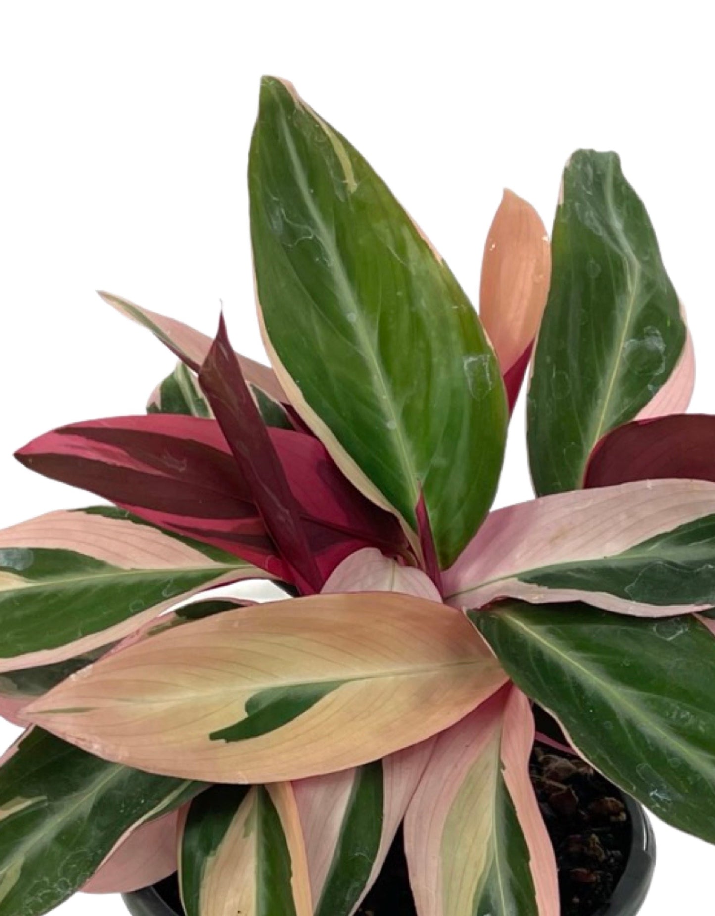 Stromanthe sanguinea 'Triostar' Quart - The Garden Corner