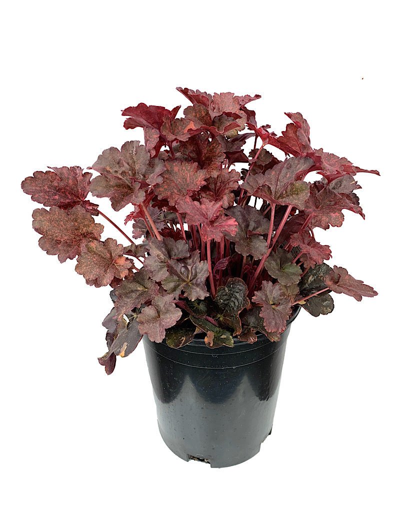 Heuchera 'Midnight Rose' - Perennials
