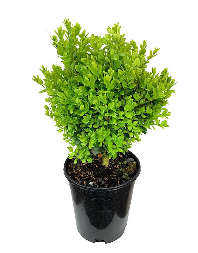 Buxus s. 'Suffruticosa'