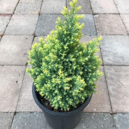 Cham. lawsoniana 'Treasure Island',- 1 gal - Shrubs