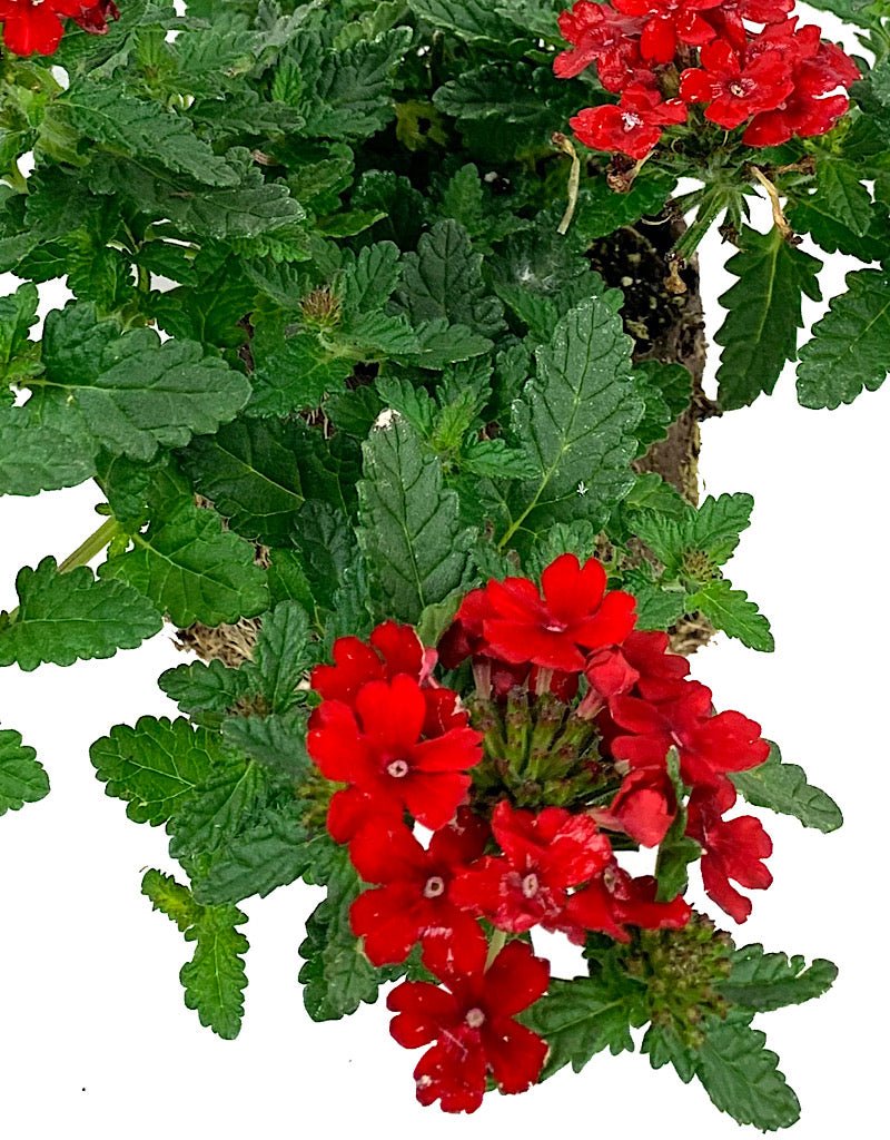 Verbena 'Endurascape Red' - The Garden Corner