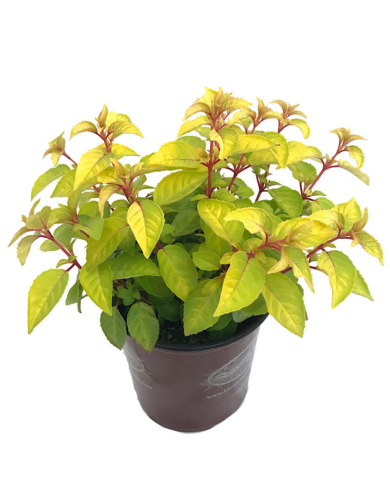 Fuchsia 'Golden Gate'