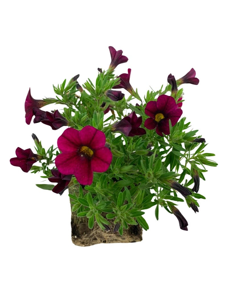 Calibrachoa 'Callie Burgundy'